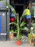 Strelitzia nicolai (Bird of Paradise) houseplant in 27cm pot outside Urban Tropicana plant shop in Chiswick, London