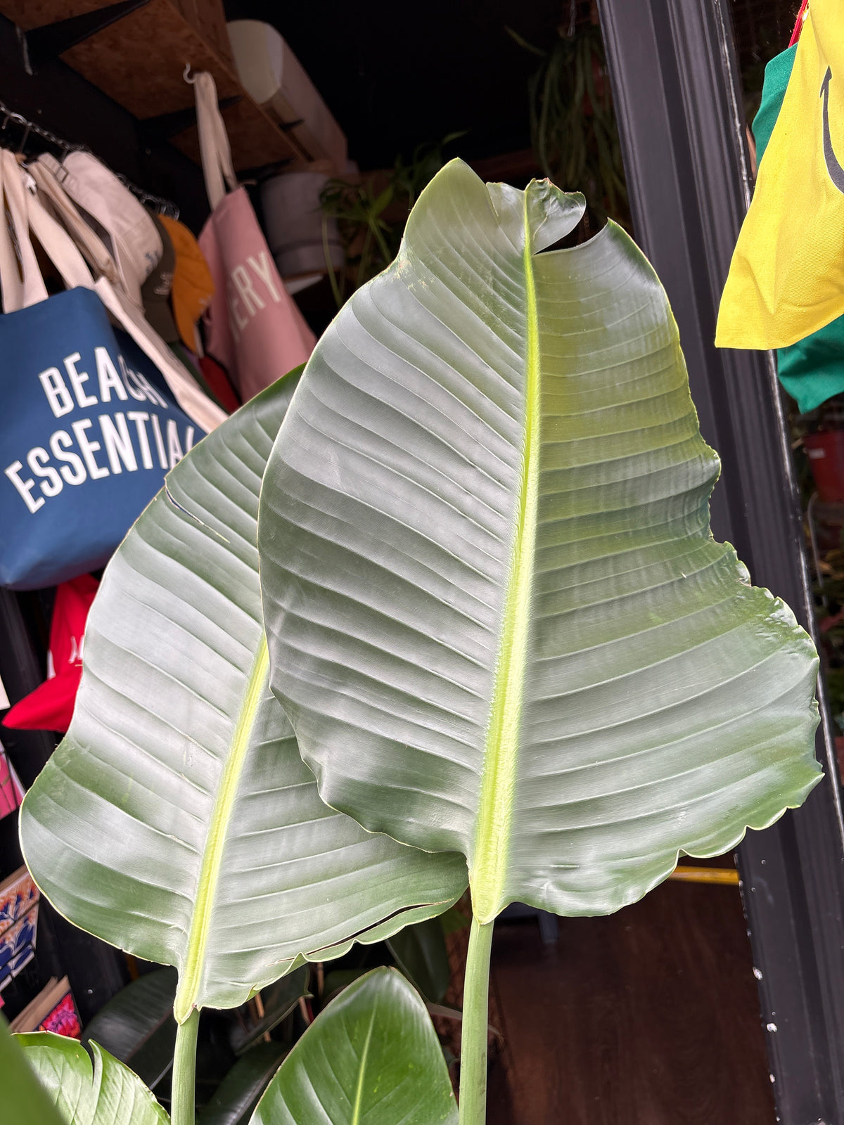 Strelitzia nicolai (Bird of Paradise) houseplant in 27cm pot outside Urban Tropicana plant shop in Chiswick, London