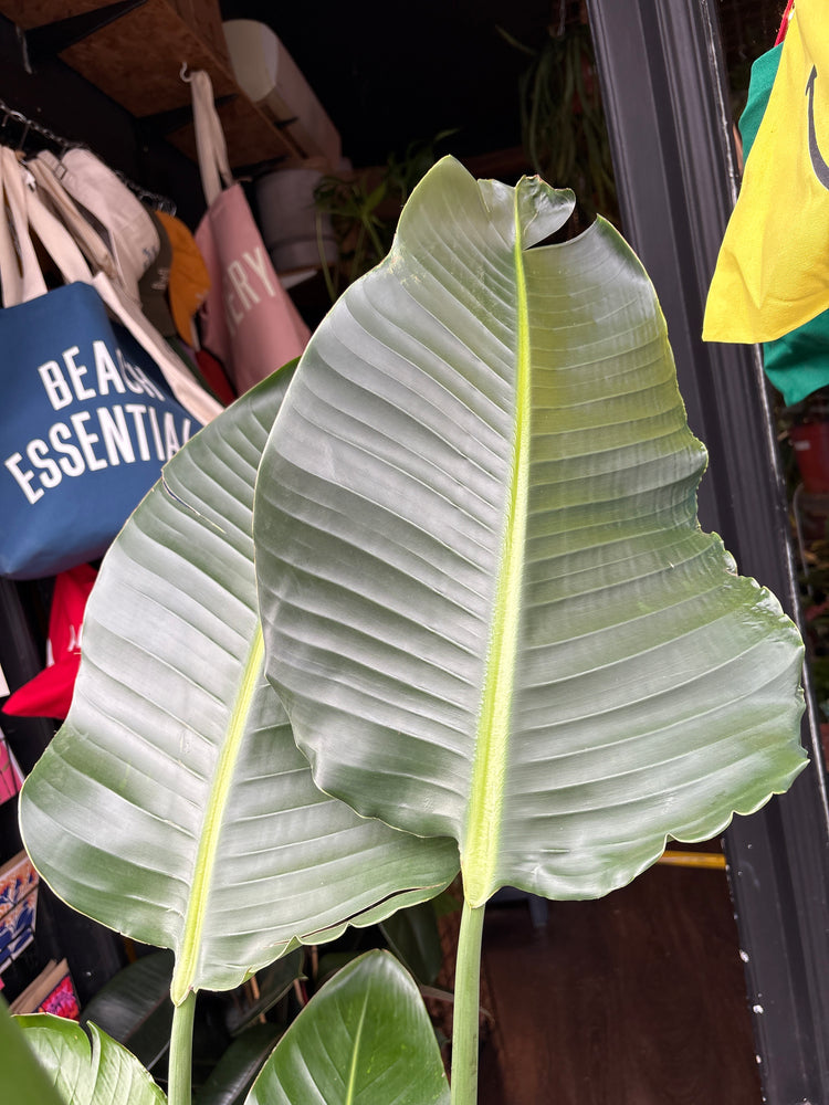 Strelitzia nicolai (Bird of Paradise) houseplant in 27cm pot outside Urban Tropicana plant shop in Chiswick, London