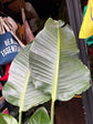 Strelitzia nicolai (Bird of Paradise) houseplant in 27cm pot outside Urban Tropicana plant shop in Chiswick, London