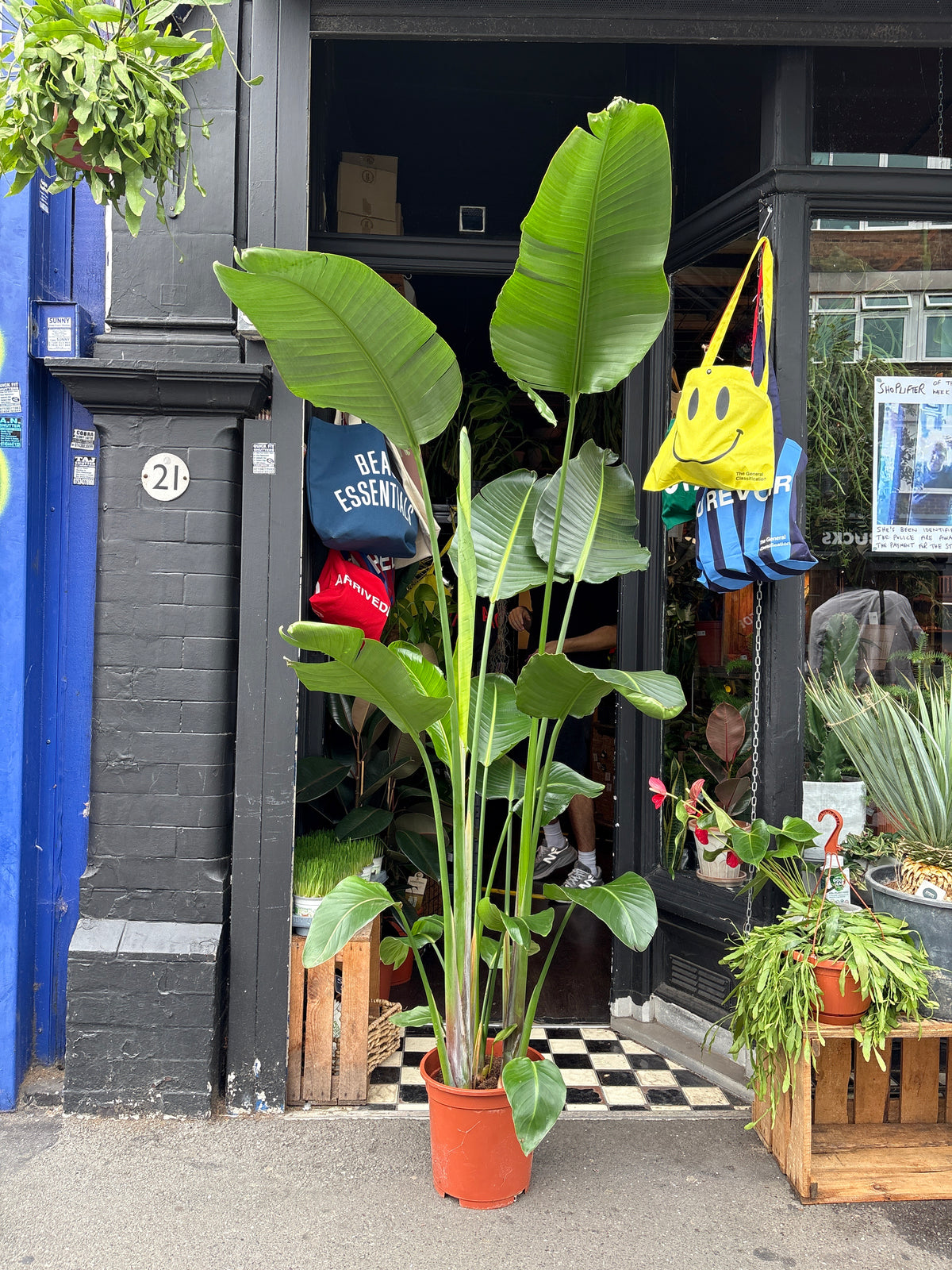 Strelitzia nicolai (Bird of Paradise) houseplant in 27cm pot outside Urban Tropicana plant shop in Chiswick, London