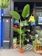 Strelitzia nicolai (Bird of Paradise) houseplant in 27cm pot outside Urban Tropicana plant shop in Chiswick, London