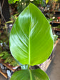 Strelitzia Nicolai or Bird of Paradise plant in front of Urban Tropicana’s Plant Shop in Chiswick London