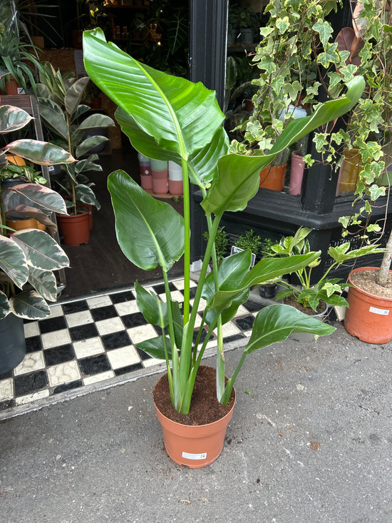 Strelizia Nicolai, also known as the white bird of paradise in front of Urban Tropicana’s Plant Shop in Chiswick London