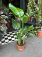 Strelizia Nicolai, also known as the white bird of paradise in front of Urban Tropicana’s Plant Shop in Chiswick London