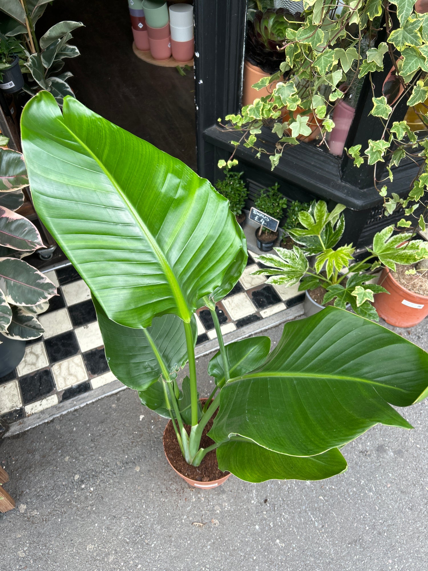 Strelizia Nicolai, also known as the white bird of paradise in front of Urban Tropicana’s Plant Shop in Chiswick London