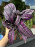 A Strobilanthes or Persian Shield plant in front of Urban Tropicana’s Plant Shop in Chiswick London