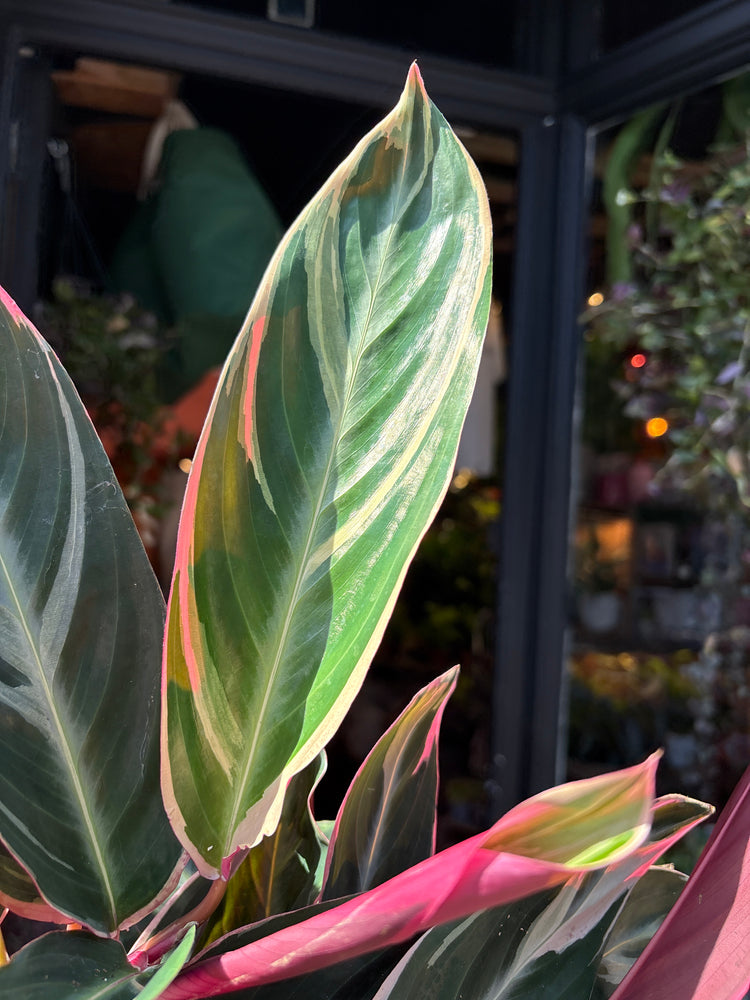 A Stromanthe Sanguinea Triostar plant, also known as a Calathea Triostar, in front of Urban Tropicana&