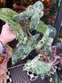 A Syngonium Mottled plant in front of Urban Tropicana&