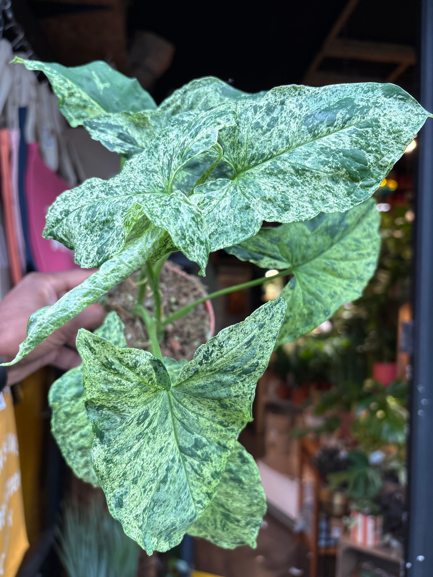 A Syngonium Mottled plant in front of Urban Tropicana&