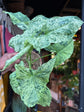 A Syngonium Mottled plant in front of Urban Tropicana&