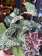 A Syngonium Mottled plant in front of Urban Tropicana&