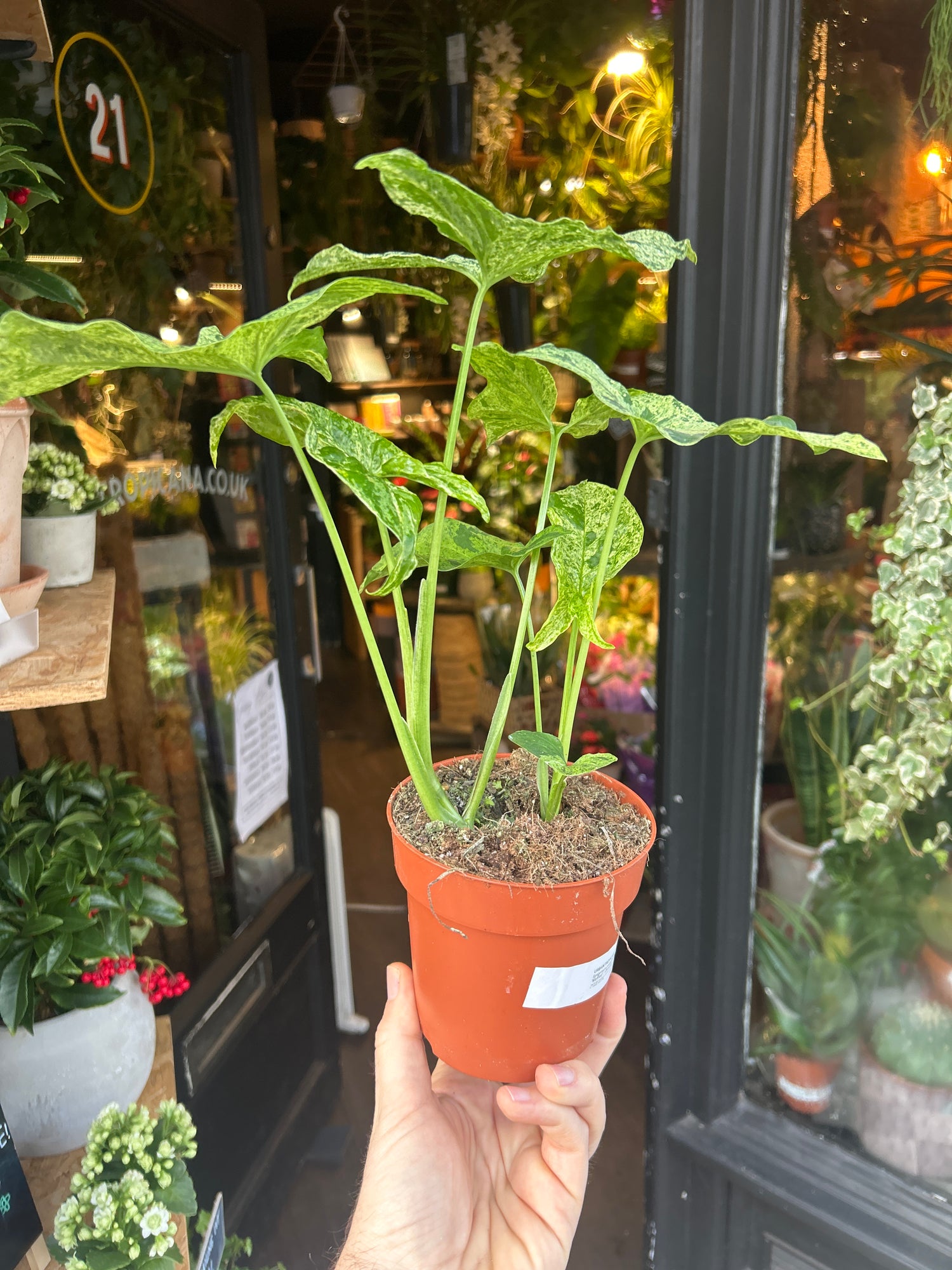 A Syngonium Mottled plant in front of Urban Tropicana&