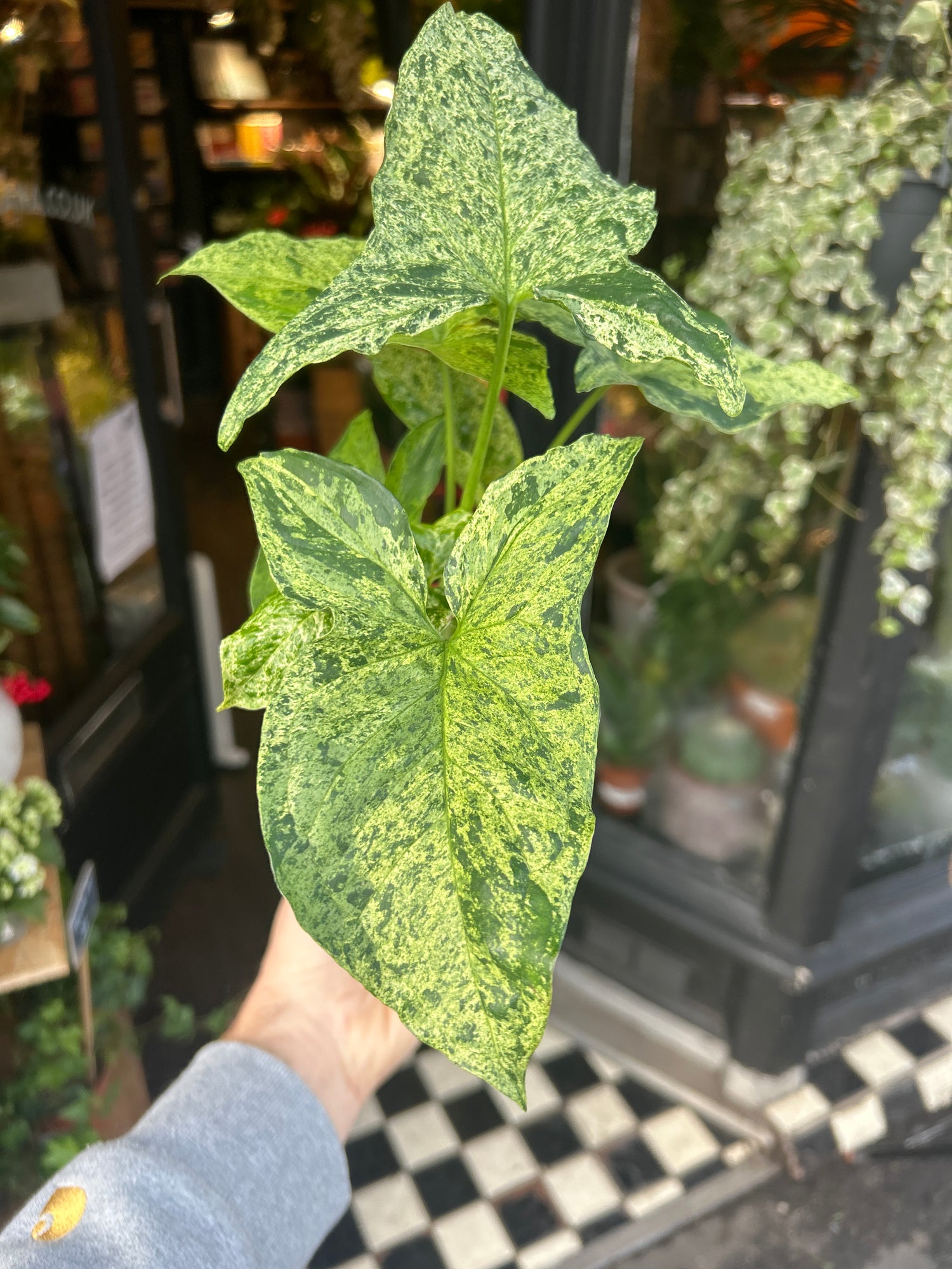 A Syngonium Mottled plant in front of Urban Tropicana&