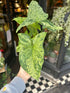A Syngonium Mottled plant in front of Urban Tropicana&