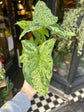 A Syngonium Mottled plant in front of Urban Tropicana&