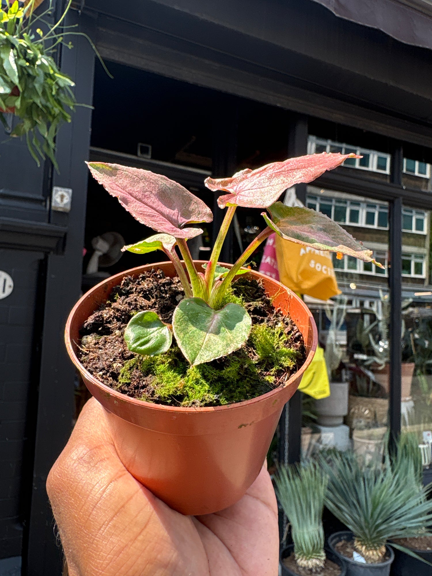 A Syngonium Pink Perfection, also known as the Arrowhead Plant, in front of Urban Tropicana, a houseplant store in Chiswick London 