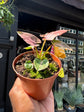 A Syngonium Pink Perfection, also known as the Arrowhead Plant, in front of Urban Tropicana, a houseplant store in Chiswick London 