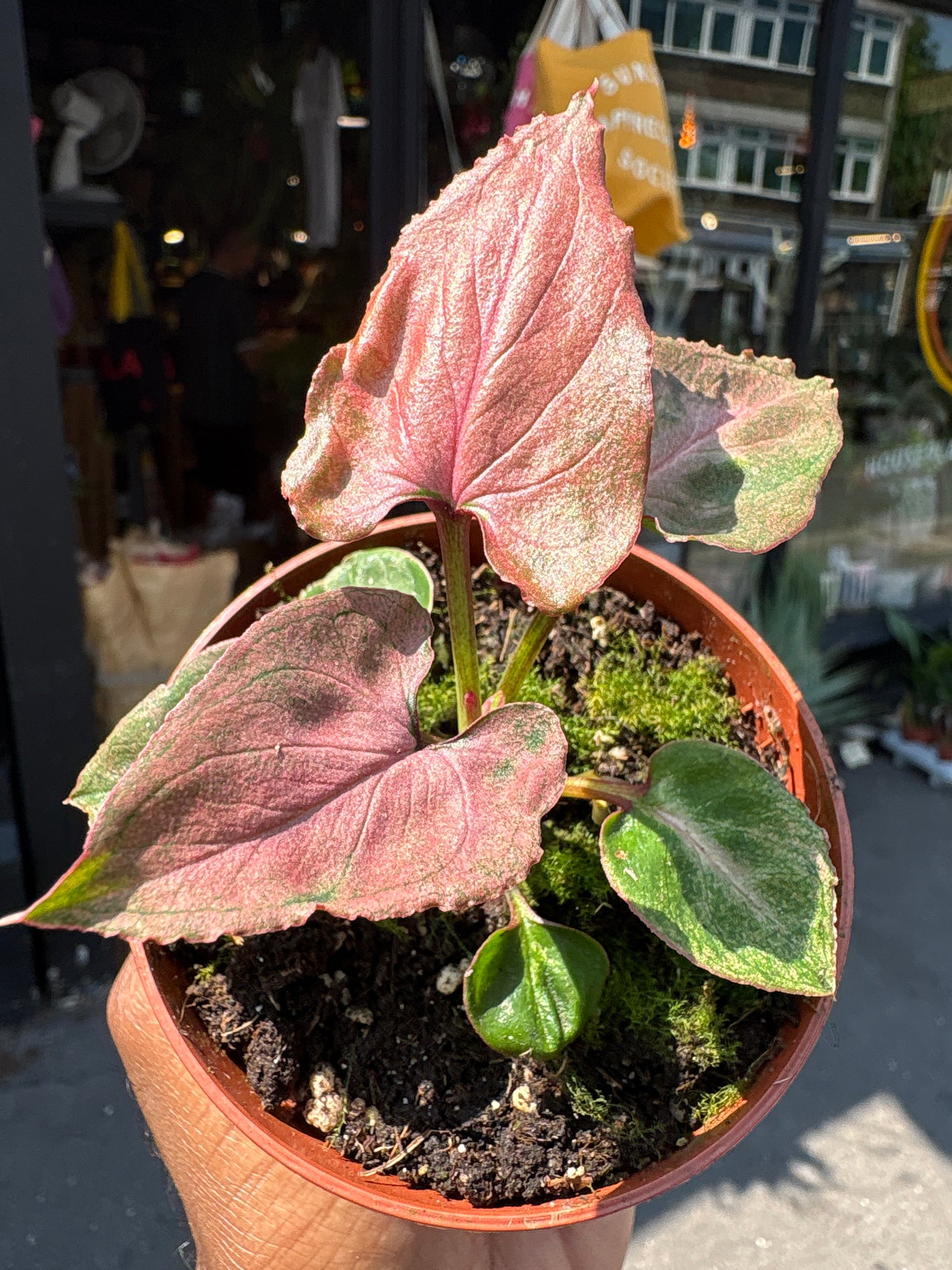 A Syngonium Pink Perfection, also known as the Arrowhead Plant, in front of Urban Tropicana, a houseplant store in Chiswick London 