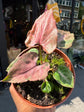 A Syngonium Pink Perfection, also known as the Arrowhead Plant, in front of Urban Tropicana, a houseplant store in Chiswick London 