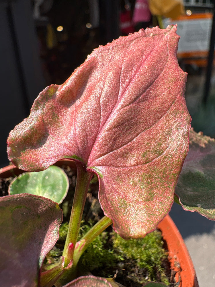 A Syngonium Pink Perfection, also known as the Arrowhead Plant, in front of Urban Tropicana, a houseplant store in Chiswick London 