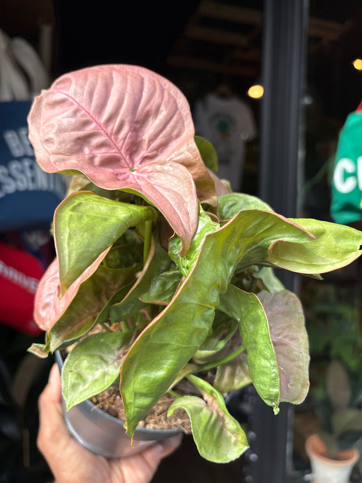 Syngonium ‘Red Heart’ houseplant in 14cm pot outside Urban Tropicana plant shop in Chiswick, London