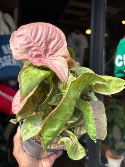 Syngonium ‘Red Heart’ houseplant in 14cm pot outside Urban Tropicana plant shop in Chiswick, London