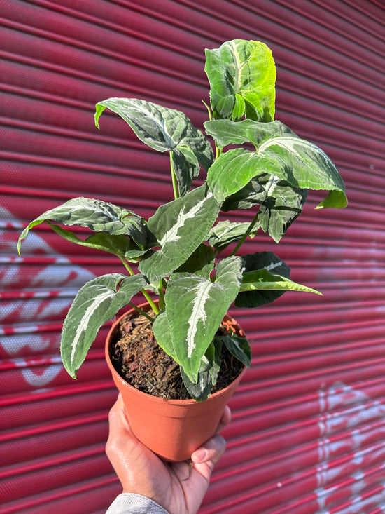 A Syngonium Wendlandii plant in front of Urban Tropicana&
