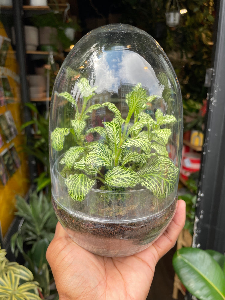 A Terrarium Egg in front of Urban Tropicana&