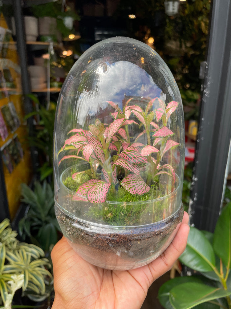 A Terrarium Egg in front of Urban Tropicana&