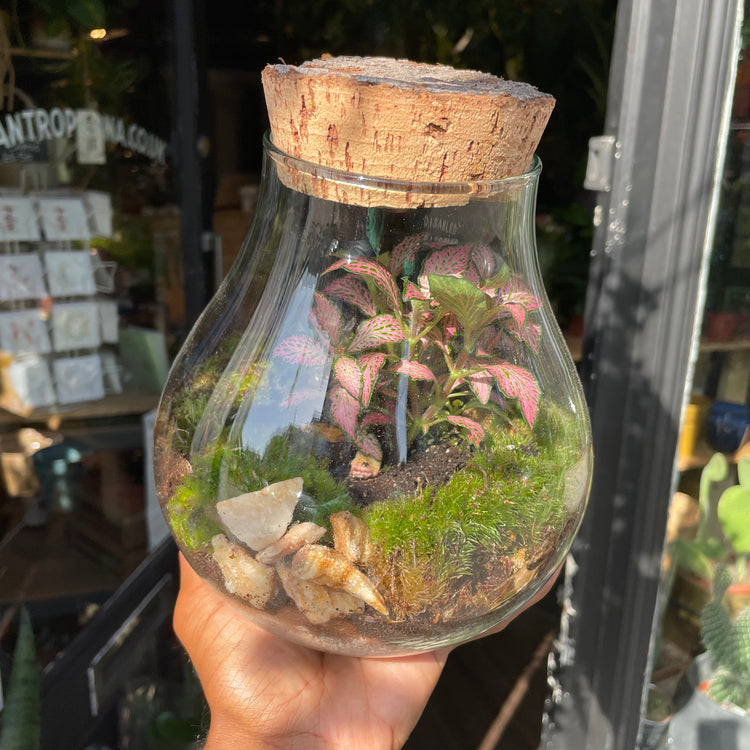 Terrarium Halley in Urban Tropicana’s store in Chiswick, London.