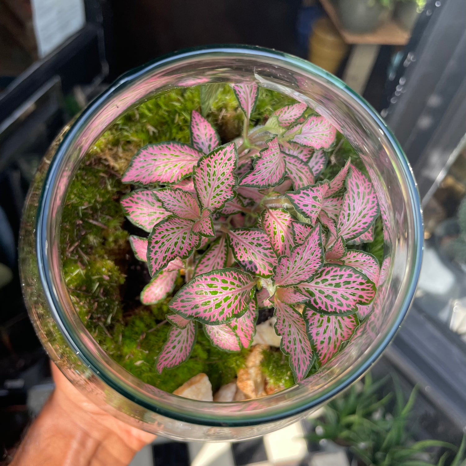 Terrarium Halley in Urban Tropicana’s store in Chiswick, London.