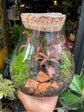 A Terrarium Halley in front of Urban Tropicana&