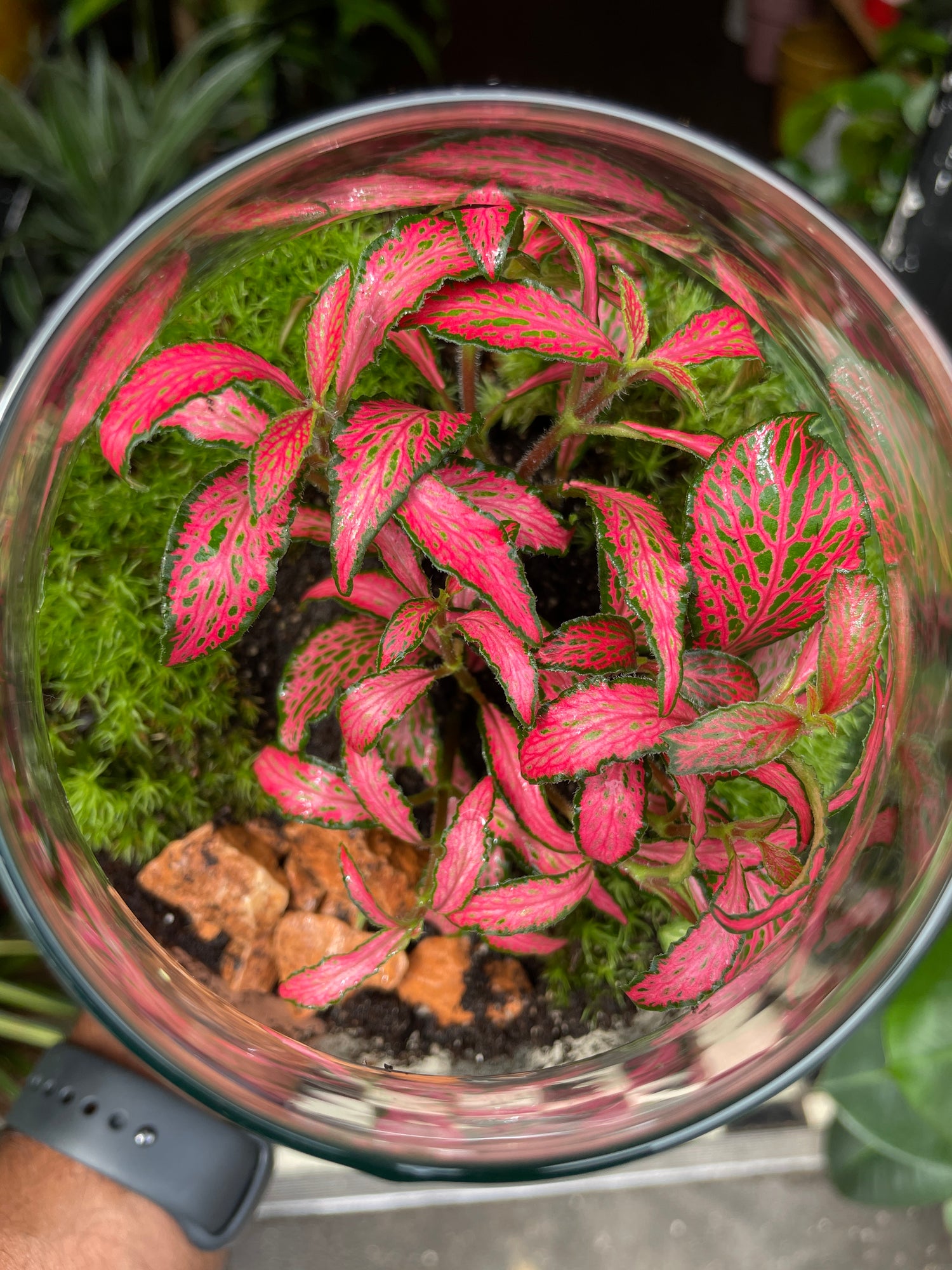 A Terrarium Halley in front of Urban Tropicana&