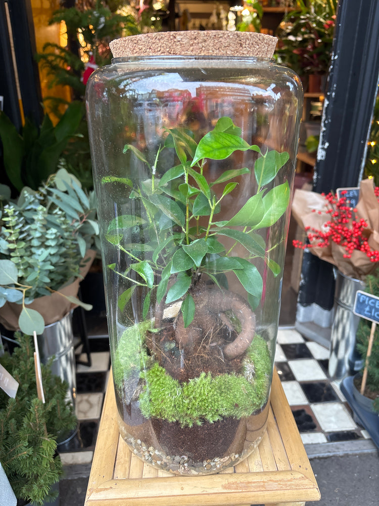 Ficus Ginseng Terrarium in front of Urban Tropicana’s plant shop in Chiswick London