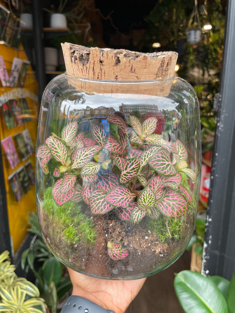 A Terrarium Hyperion in front of Urban Tropicana&