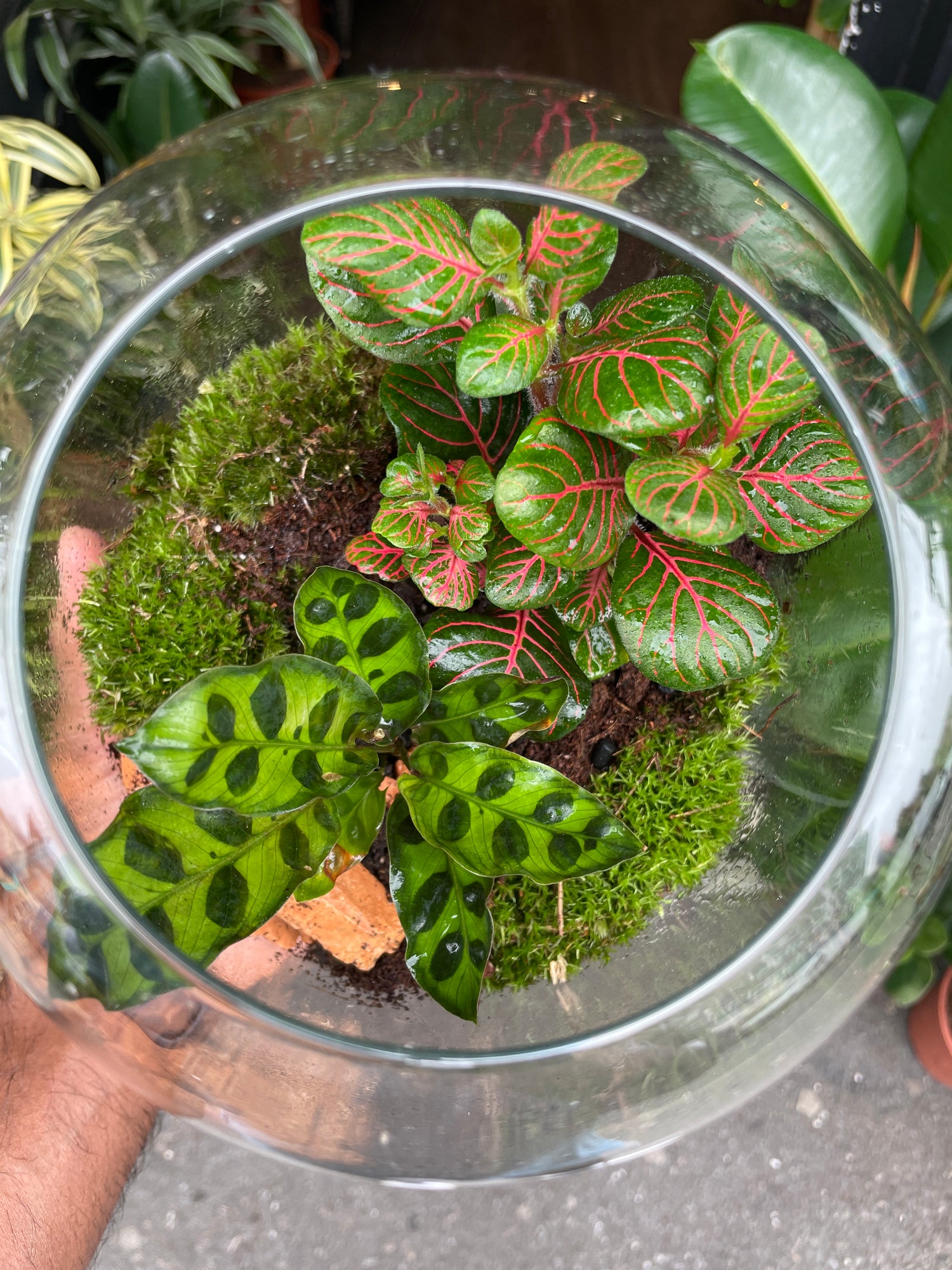 A Terrarium Hyperion in front of Urban Tropicana&