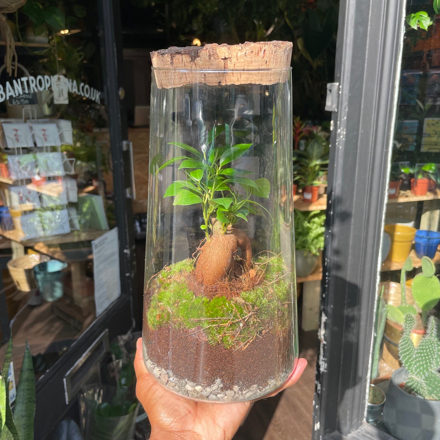 Terrarium Triton in Urban Tropicana’s store in Chiswick, London.