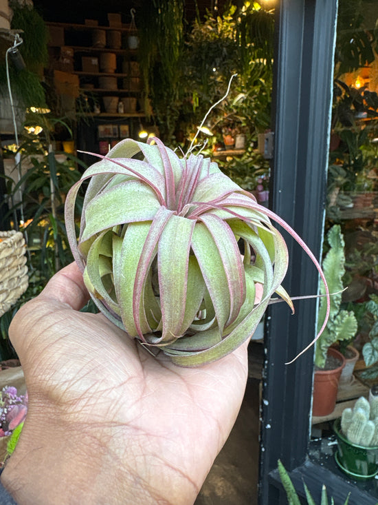 A Tillandsia ‘Eric Knoblock’ air plant in front of Urban Tropicana’s Plant Shop in Chiswick London