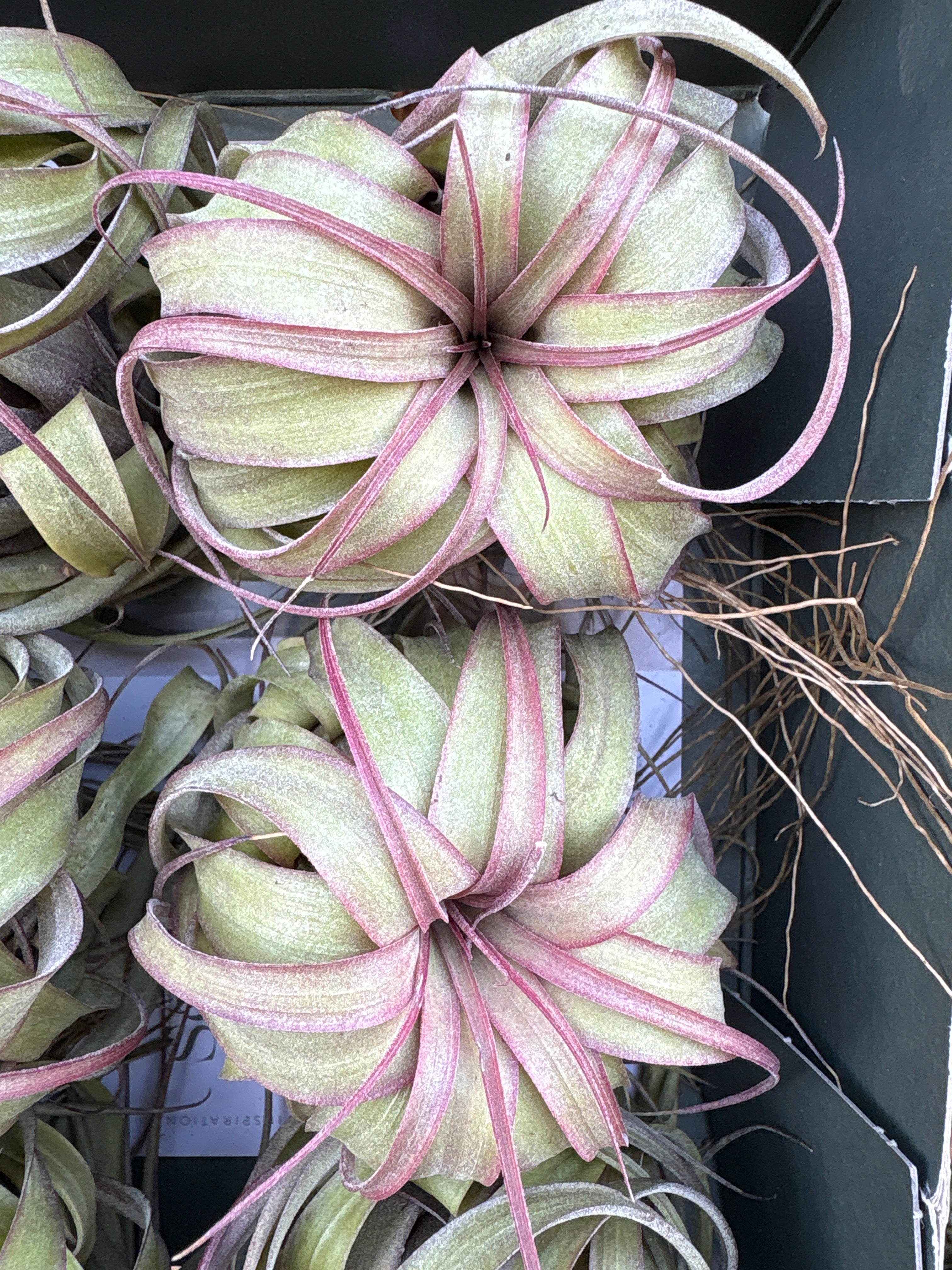 Tillandsia Eric Knoblock - House Plants - Plant Shop - Urban Tropicana
