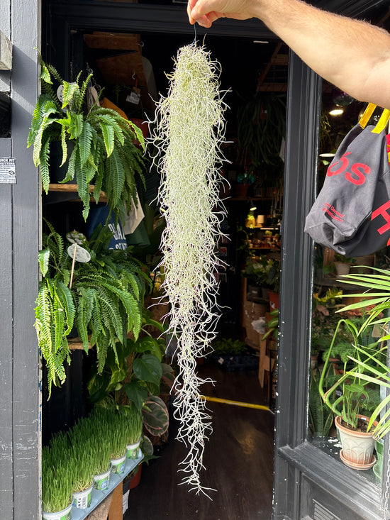 Tillandsia usneoides (Spanish Moss) air plant outside Urban Tropicana plant shop in Chiswick, London
