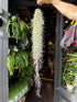 Tillandsia usneoides (Spanish Moss) air plant outside Urban Tropicana plant shop in Chiswick, London