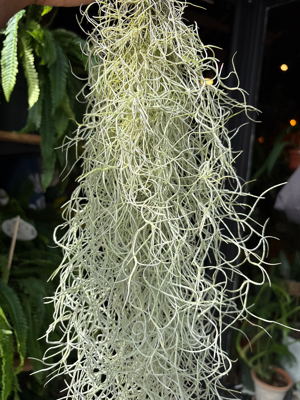 Tillandsia usneoides (Spanish Moss) air plant outside Urban Tropicana plant shop in Chiswick, London