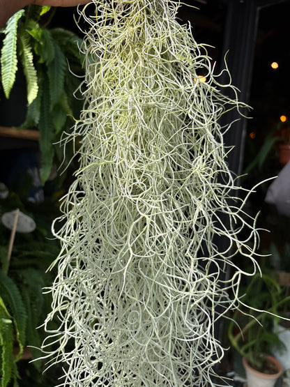 Tillandsia usneoides (Spanish Moss) air plant outside Urban Tropicana plant shop in Chiswick, London