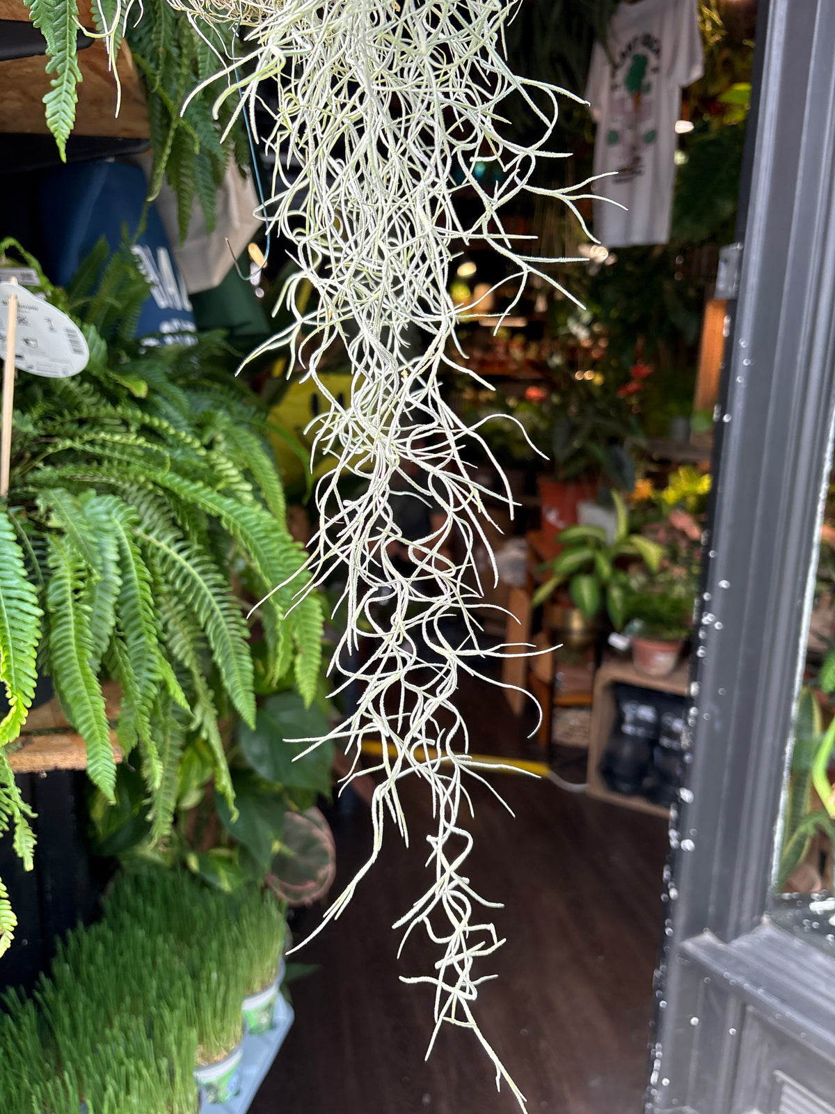 Tillandsia usneoides (Spanish Moss) air plant outside Urban Tropicana plant shop in Chiswick, London