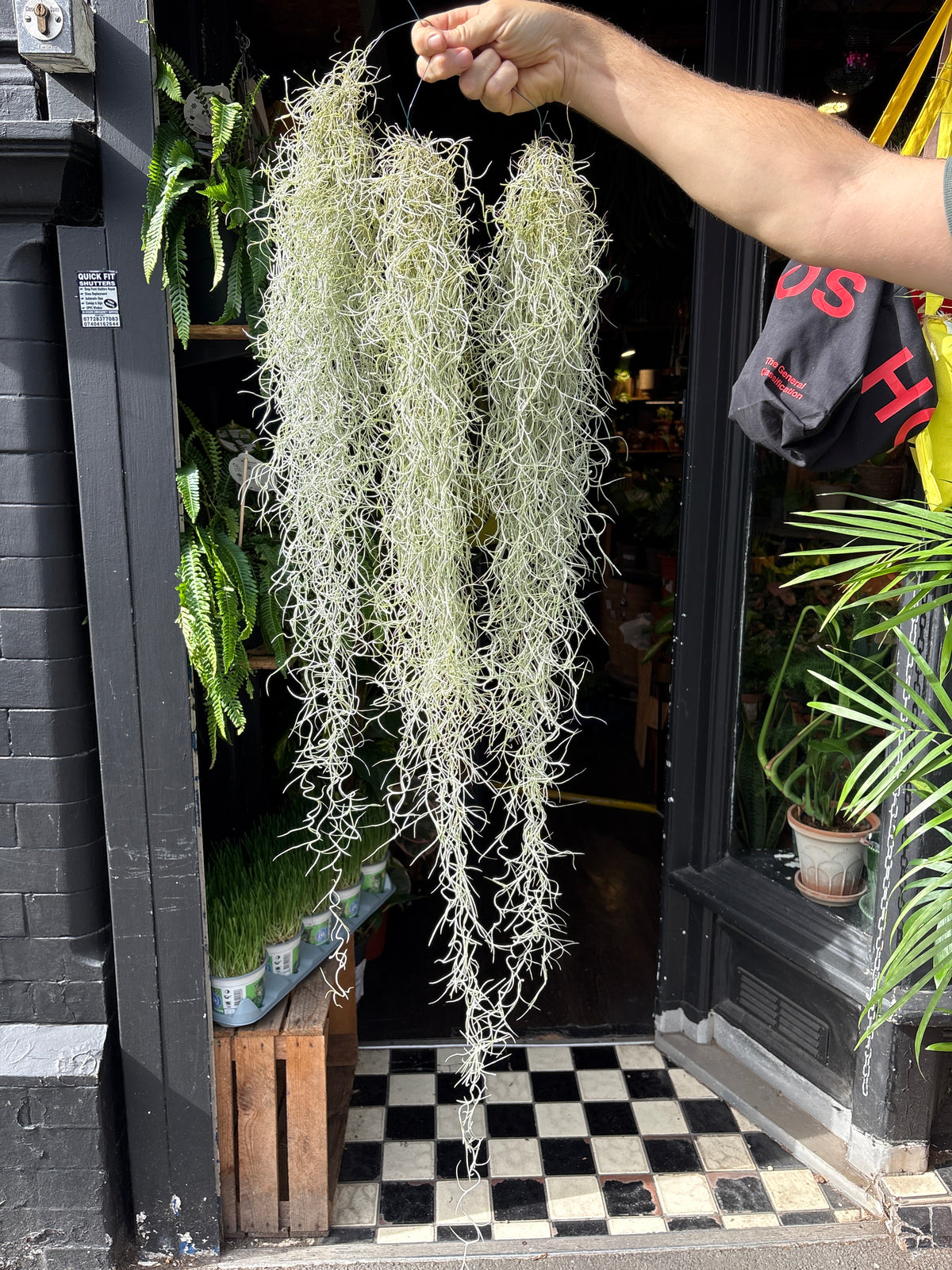 Tillandsia usneoides (Spanish Moss) air plant outside Urban Tropicana plant shop in Chiswick, London