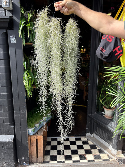 Tillandsia usneoides (Spanish Moss) air plant outside Urban Tropicana plant shop in Chiswick, London