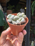 A Titanopsis Primosii plant in front of Urban Tropicana’s plant shop in Chiswick, London