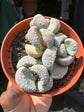 A Titanopsis Primosii plant in front of Urban Tropicana’s plant shop in Chiswick, London