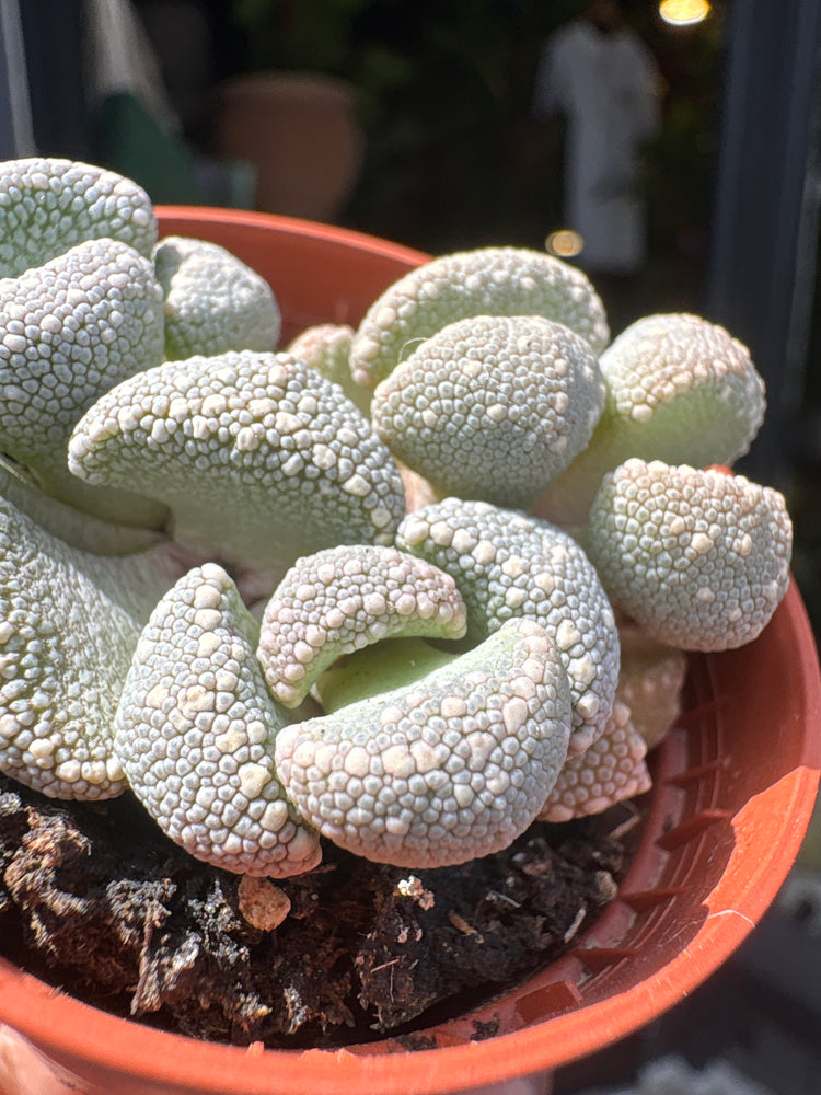 A Titanopsis Primosii plant in front of Urban Tropicana’s plant shop in Chiswick, London